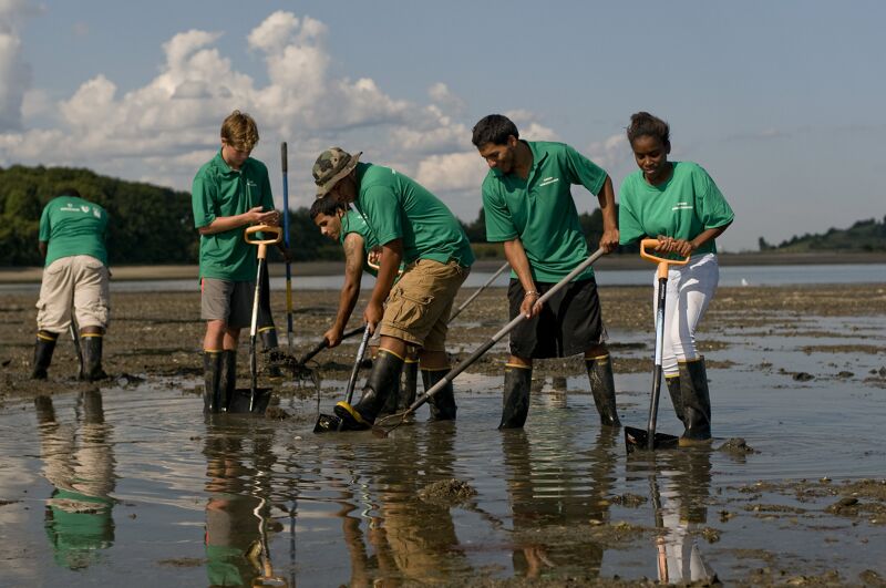 The image shows a group of people working in a shallow body of water. They are wearing green shirts and boots, and using shovels and other tools. They appear to be engaged in some kind of environmental cleanup or research activity. The water is murky, and the sky is overcast.