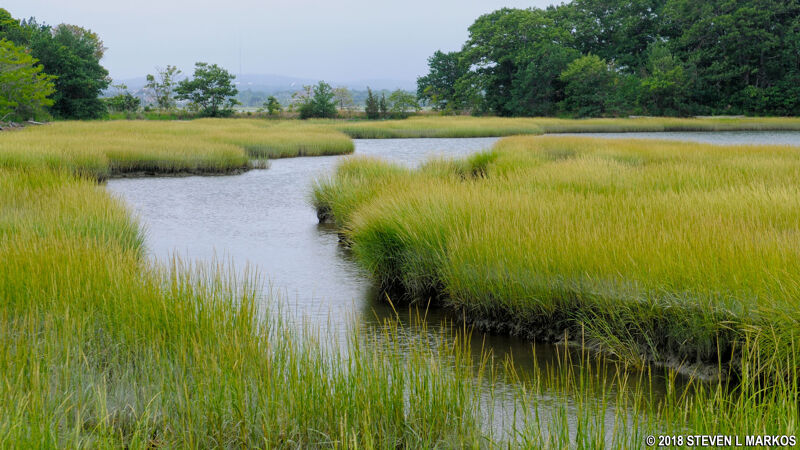 The image shows a serene marsh landscape. Lush green grasses line the edges of calm waterways, creating a winding path through the scene. Trees are visible in the background, and the sky is overcast. The overall impression is one of tranquility and natural beauty.