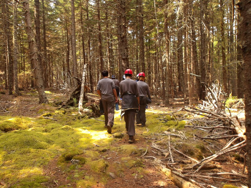 The image shows three people walking through a forest. They are wearing dark-colored clothing and one of them is wearing a red helmet. The forest floor is covered in moss and there are many trees around them. The lighting suggests it is daytime.