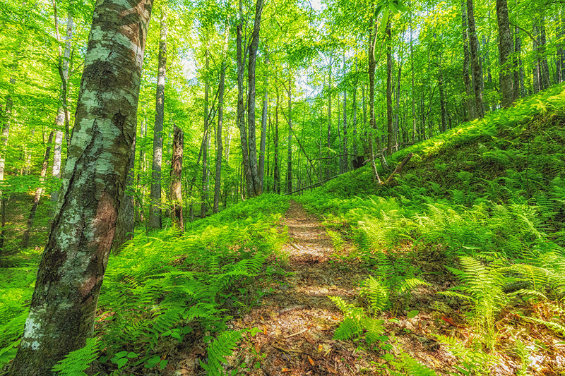 The image shows a lush green forest with a narrow dirt path winding through it. Ferns cover the ground, and tall trees line the path, creating a canopy overhead. Sunlight filters through the leaves, illuminating the path and highlighting the vibrant green foliage. The scene evokes a sense of tranquility and immersion in nature.