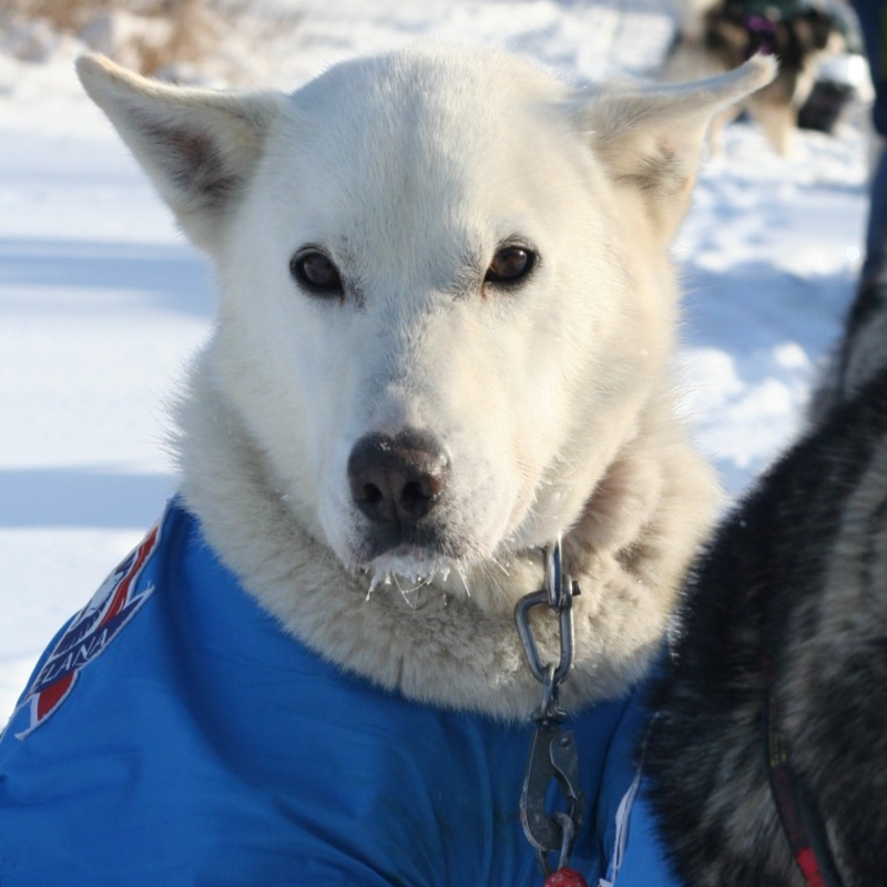 The image shows a close-up of a white dog with brown eyes. The dog is wearing a blue jacket with a logo on it. The dog appears to be in a snowy environment. The dog is looking directly at the camera. The dog has a chain around its neck.