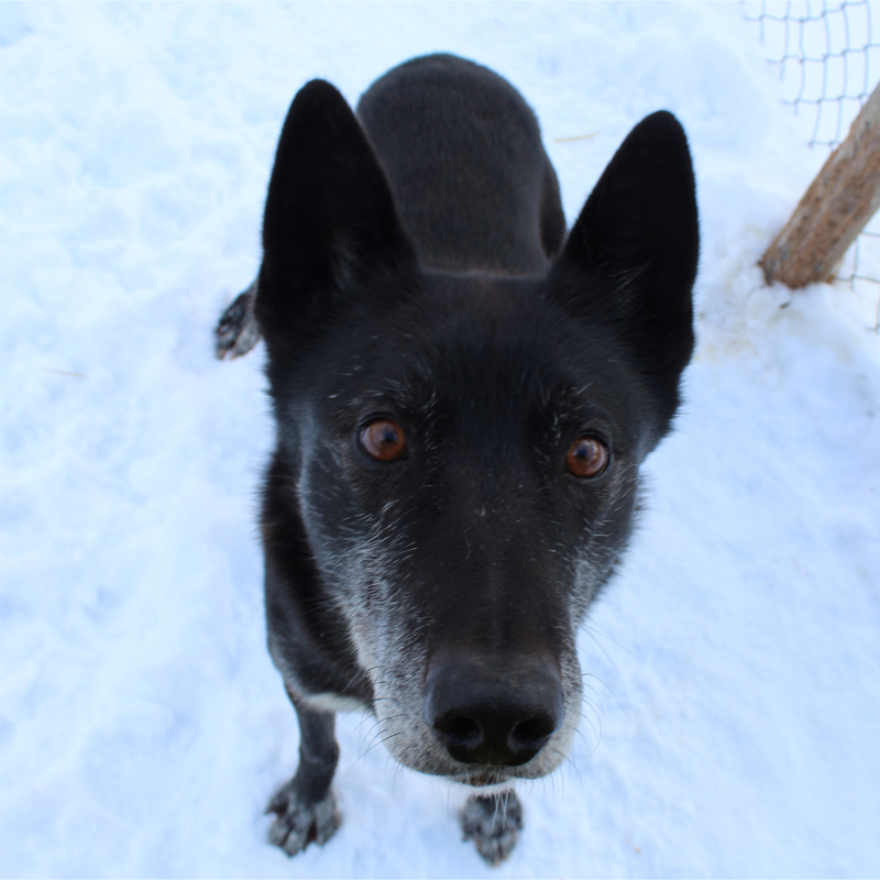 The image shows a black dog with brown eyes in a snowy environment. The dog is looking directly at the camera. The dog's fur appears to be thick, and its face has some graying, suggesting it is an older dog. The background is blurred, but it seems to be a winter scene.