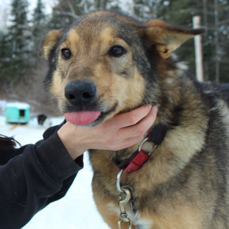 The image shows a dog with brown and black fur being petted by a person. The dog has its tongue sticking out and appears to be enjoying the interaction. The dog is wearing a red collar and a leash is attached. The background is blurred, but it appears to be a snowy outdoor environment.